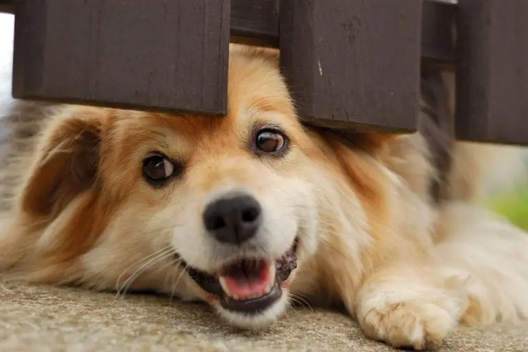 Dogfence